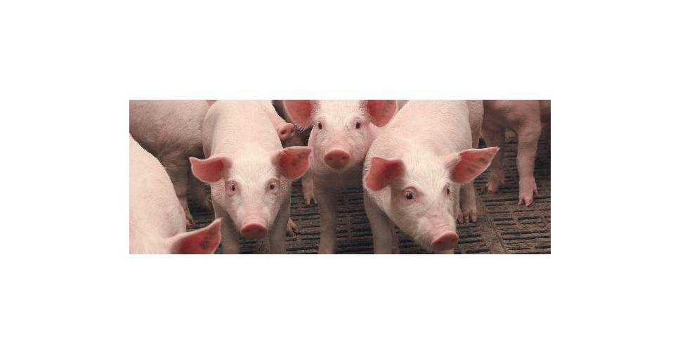 Понос у поросят и свиней: причины и лечение